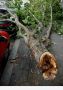 Tempete