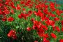 Coquelicots