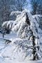 Neige
