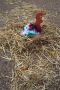 Oeufs de p�ques