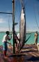 Ile Maurice